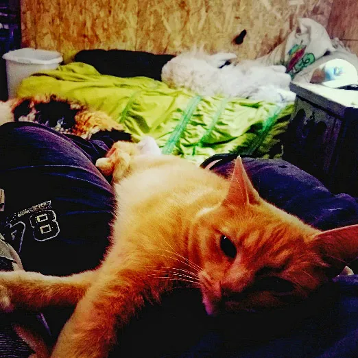 The real Tango, an orange tabby cat