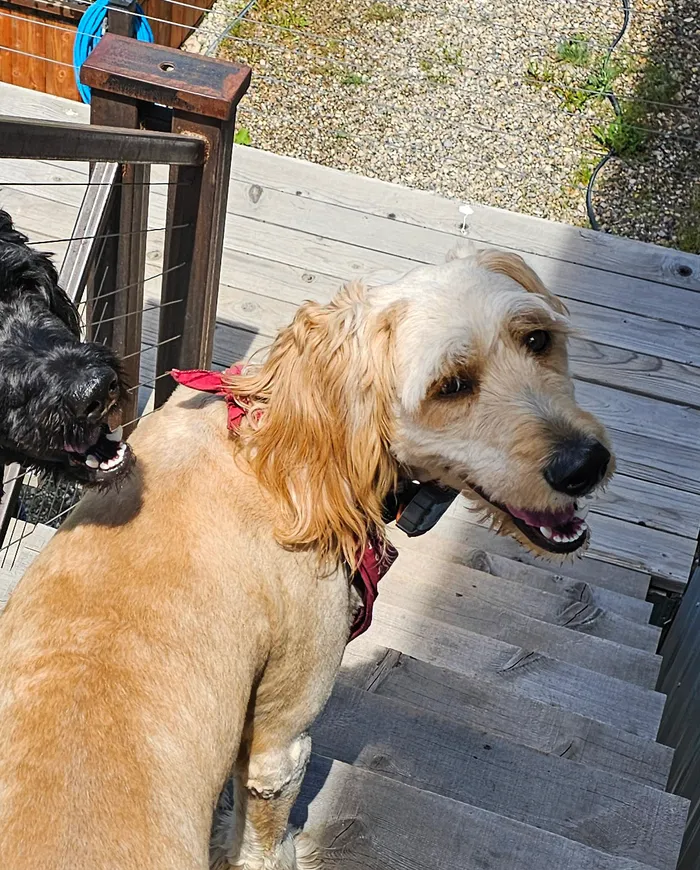 The real Wrigley, a golden cream goldendoodle